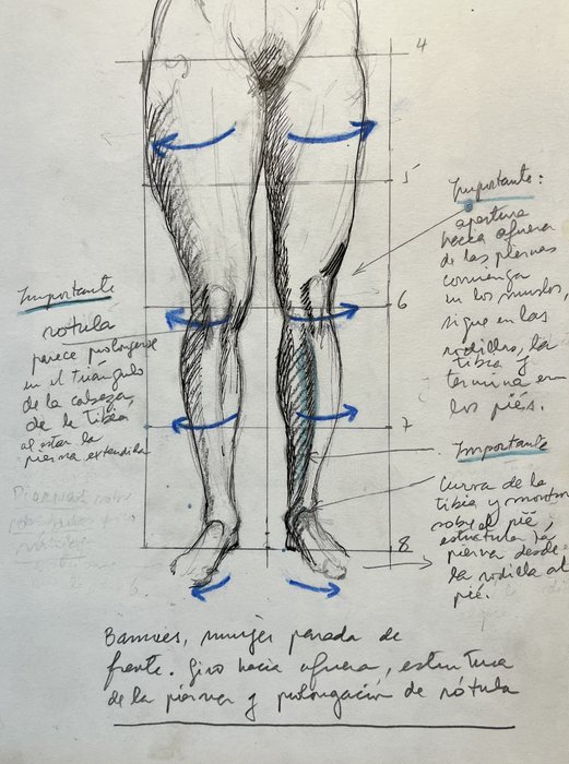 Estudio de anatomía III
