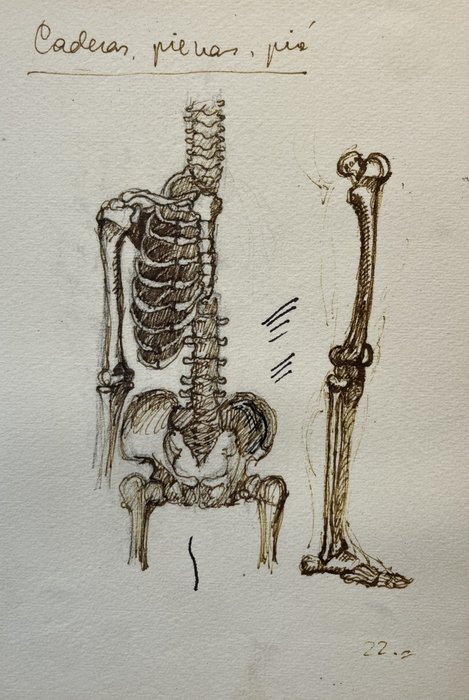 Estudio de anatomía V