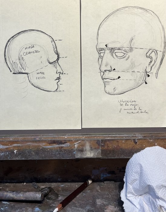 Estudio de anatomía VIII
