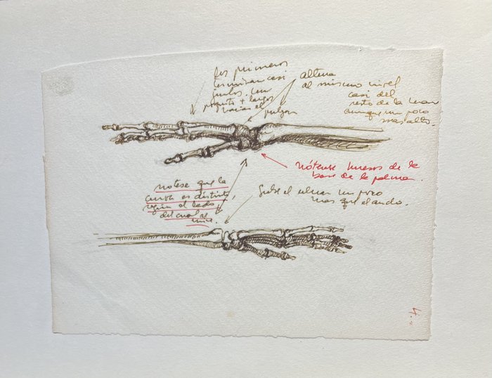 Estudio de anatomía IX