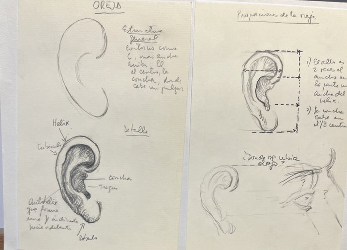 Estudio de anatomía X